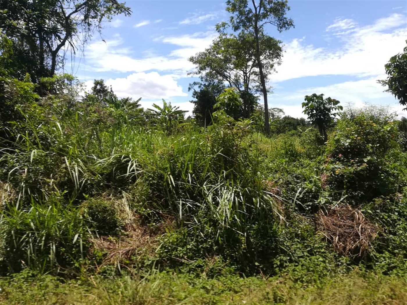 Agricultural Land for sale in Busabaga Mukono