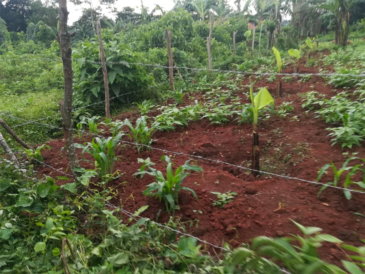 Agricultural Land for sale in Kisoga Mukono