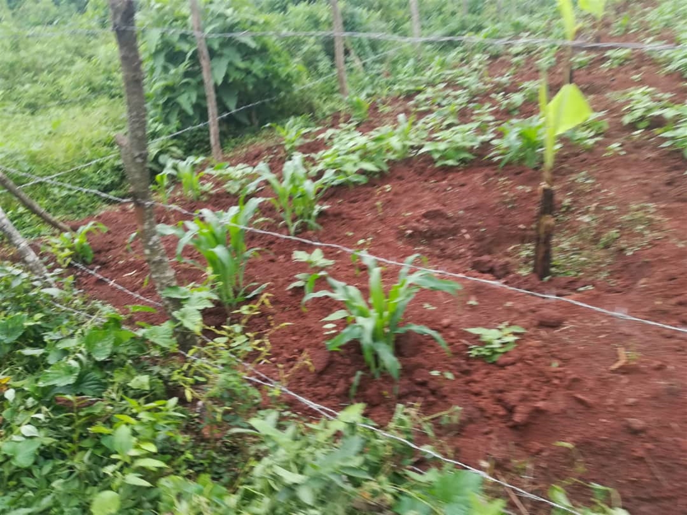 Agricultural Land for sale in Kisoga Mukono