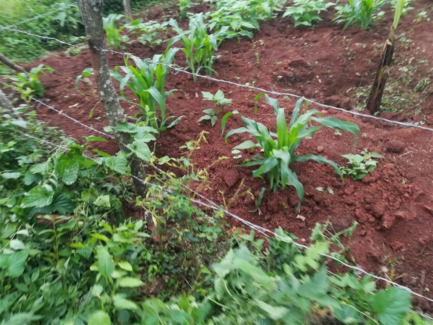 Agricultural Land for sale in Kisoga Mukono