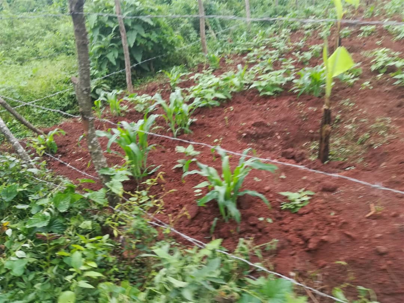 Agricultural Land for sale in Kisoga Mukono