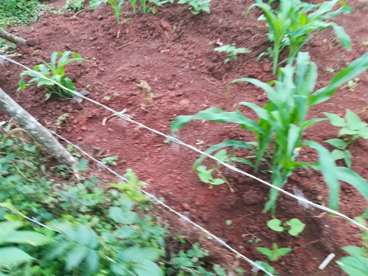 Agricultural Land for sale in Kisoga Mukono