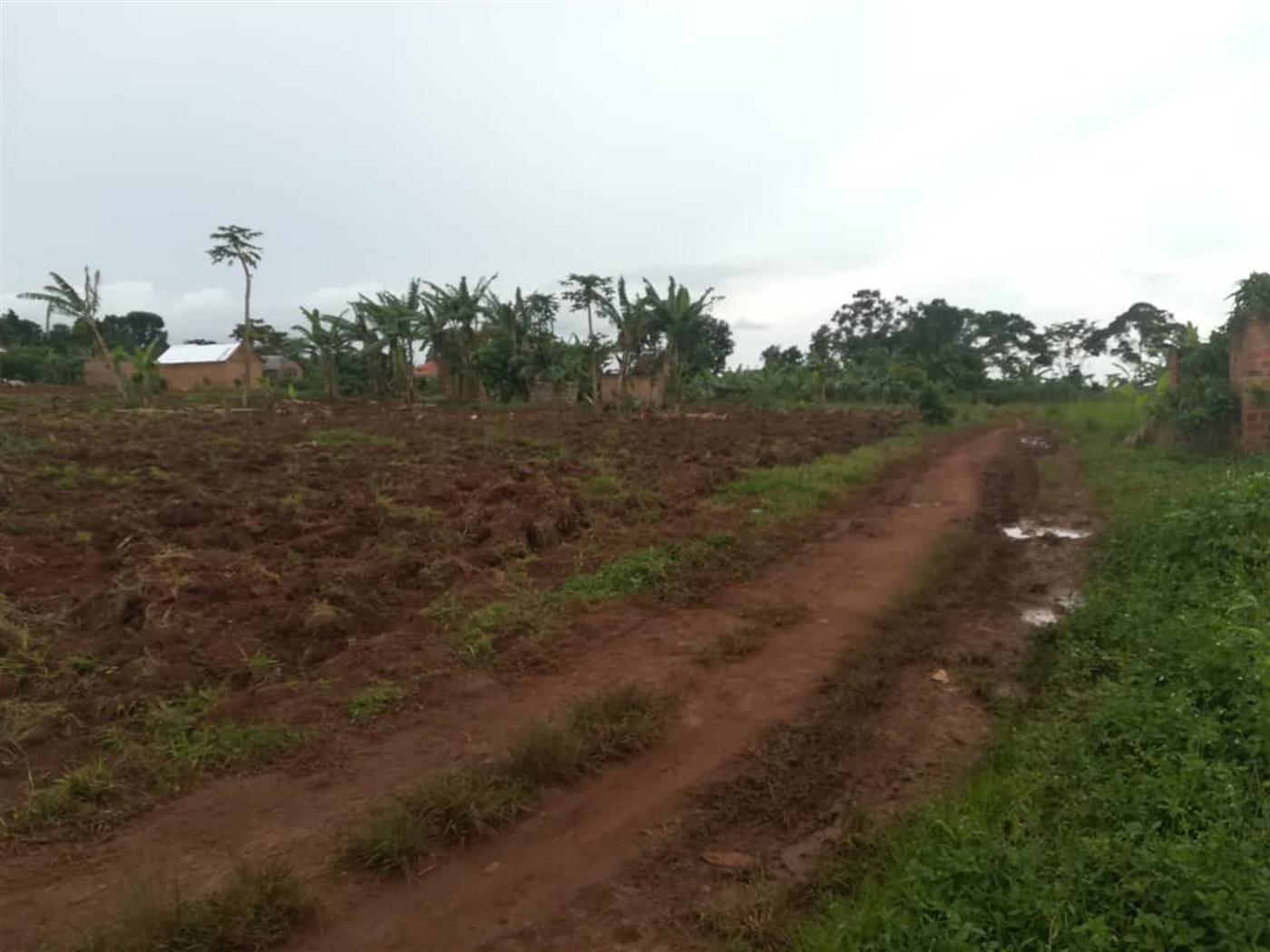 Agricultural Land for sale in Nkokonjeru Mukono