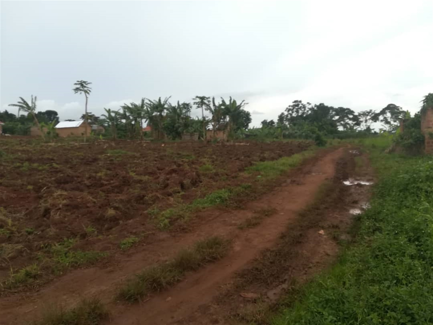 Agricultural Land for sale in Nkokonjeru Mukono