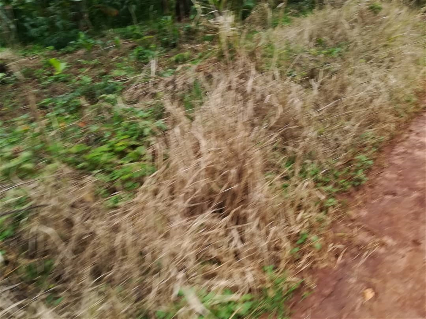 Agricultural Land for sale in Busabaga Mukono