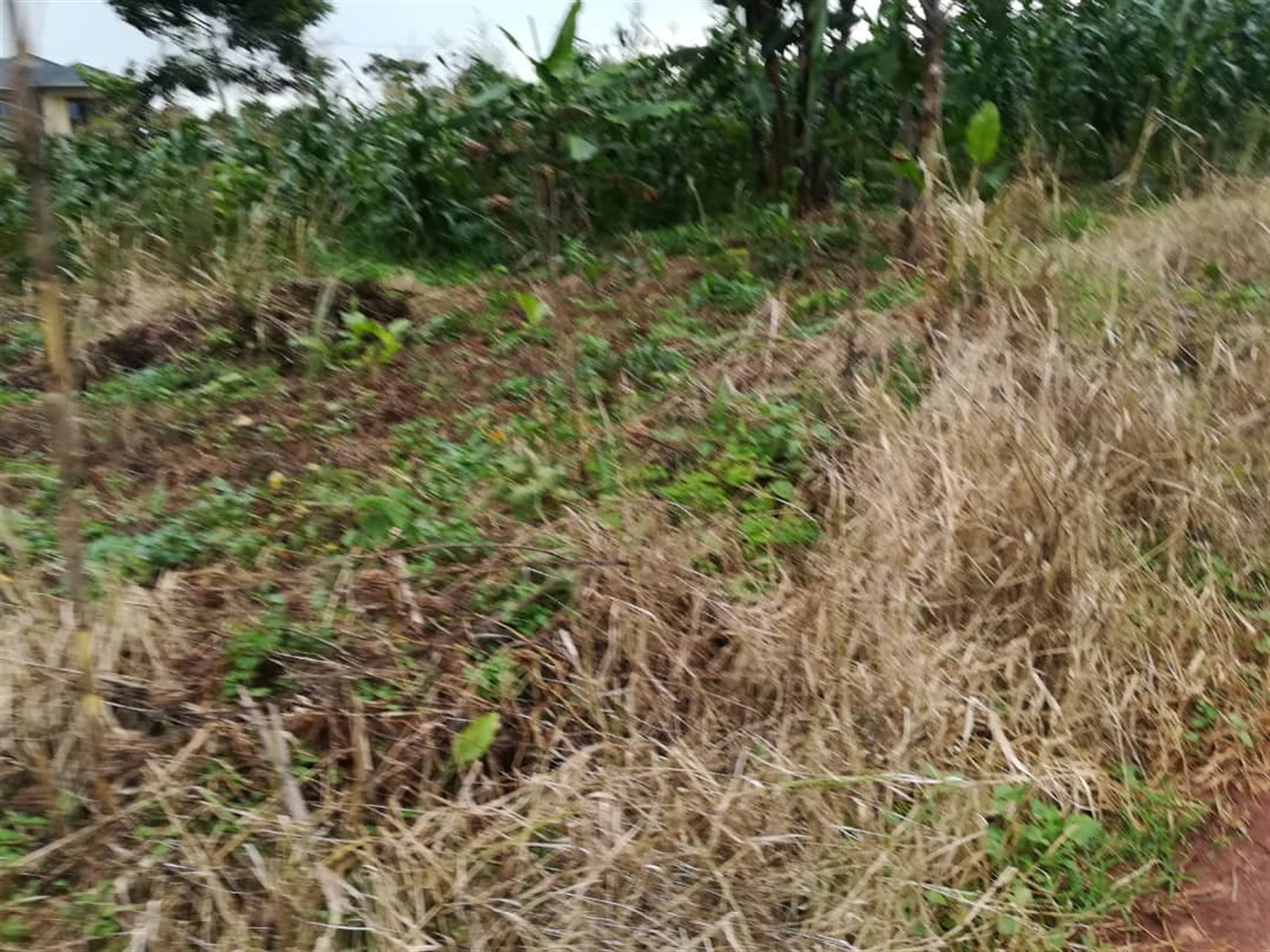 Agricultural Land for sale in Busabaga Mukono