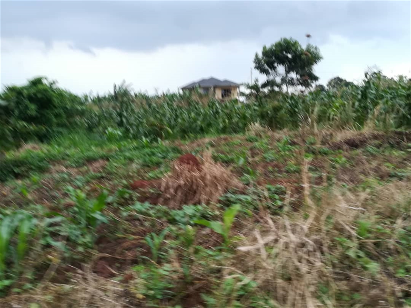 Agricultural Land for sale in Busabaga Mukono