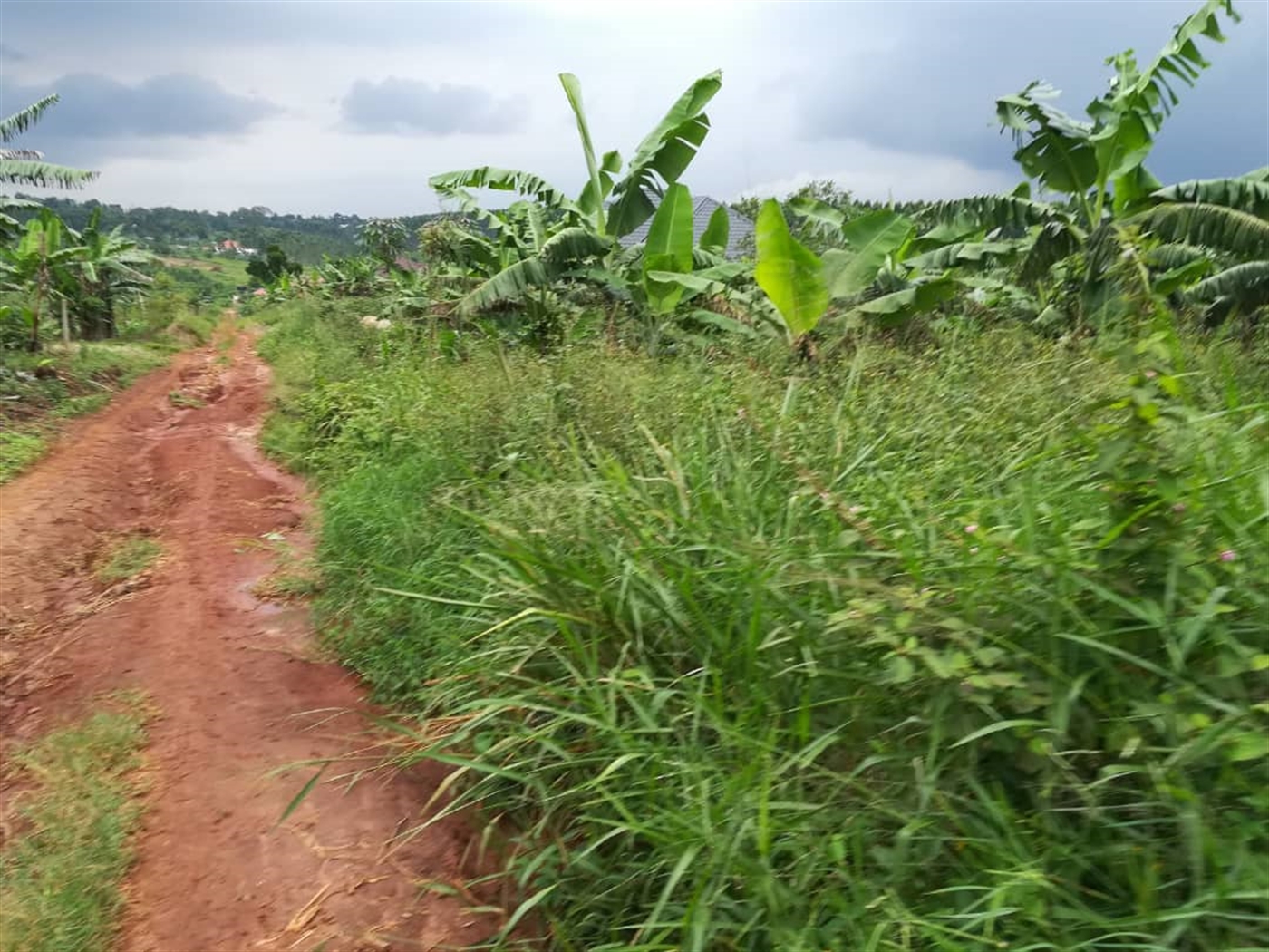 Agricultural Land for sale in Kisoga Mukono