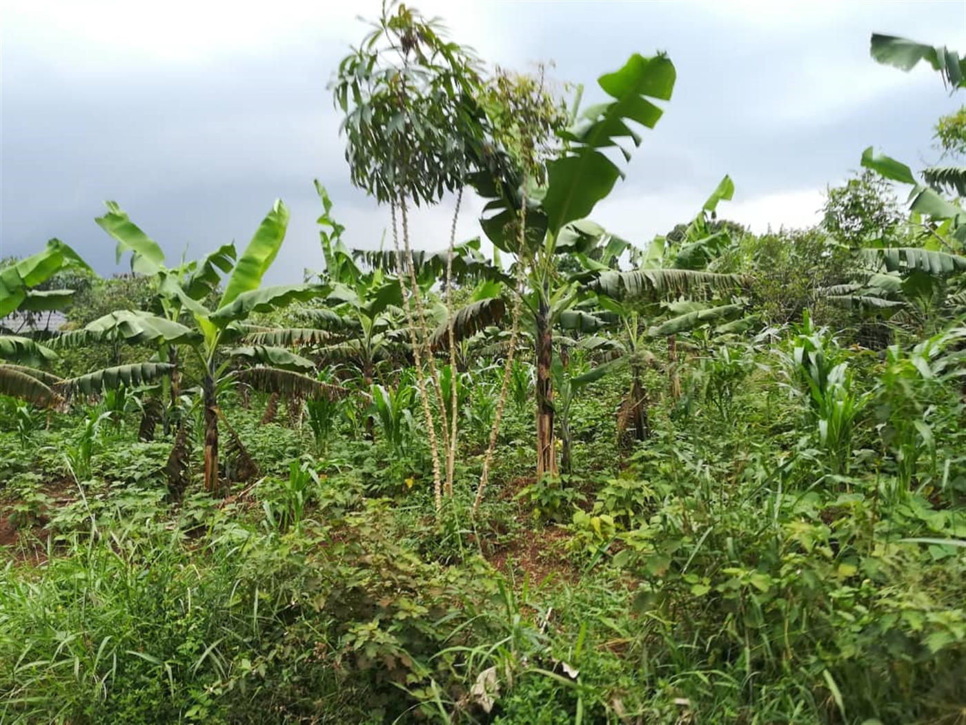 Agricultural Land for sale in Kisoga Mukono