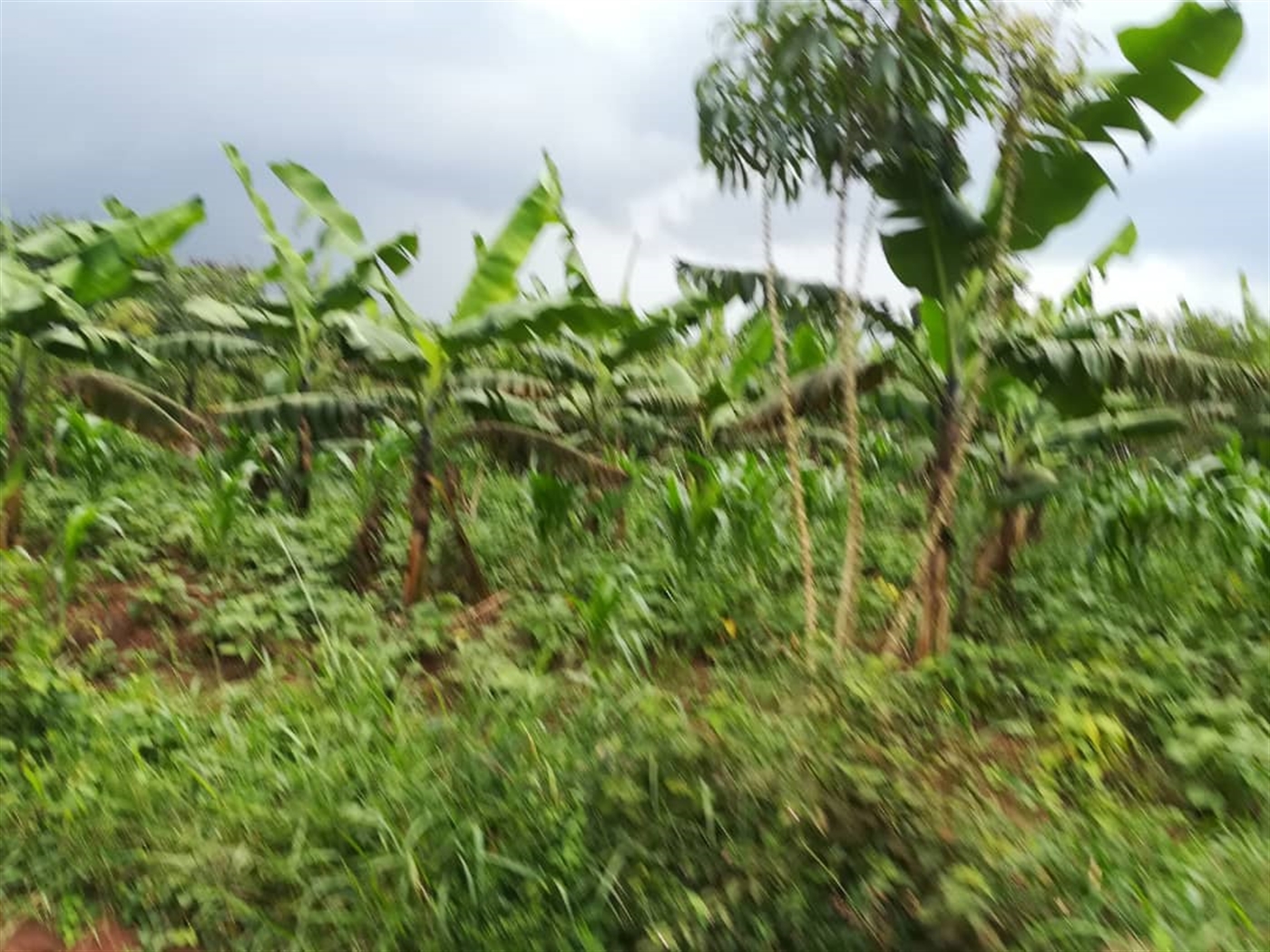 Agricultural Land for sale in Kisoga Mukono