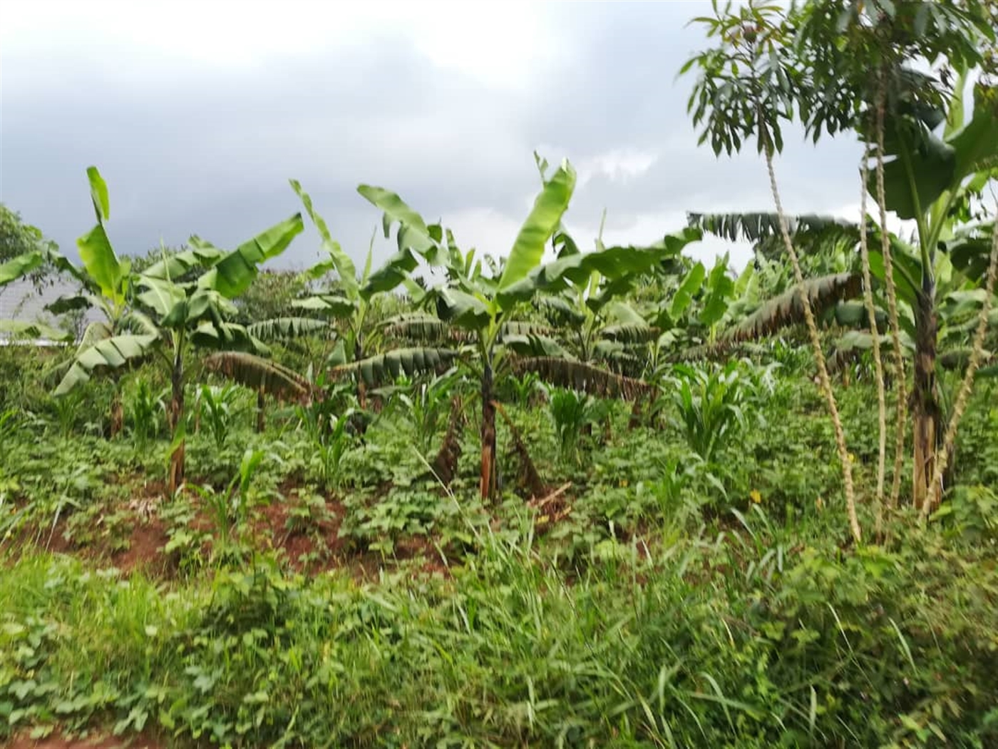 Agricultural Land for sale in Kisoga Mukono