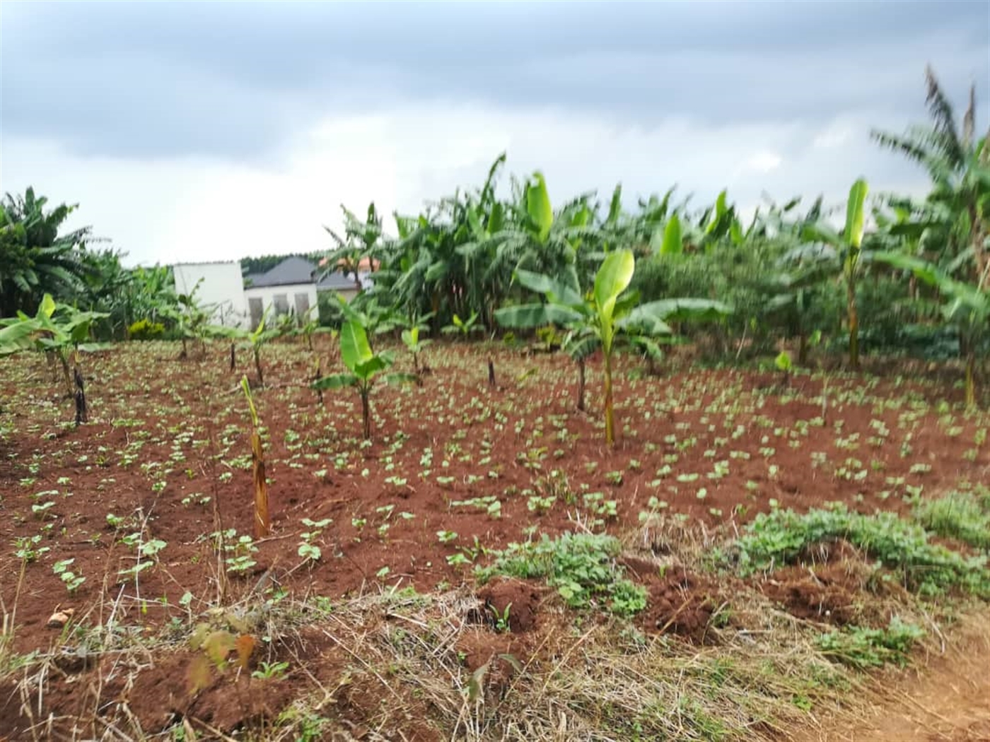 Agricultural Land for sale in Nkokonjeru Mukono