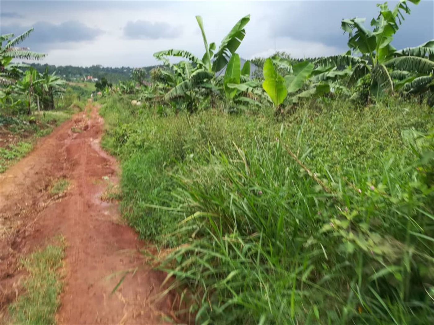 Agricultural Land for sale in Nkokonjeru Mukono