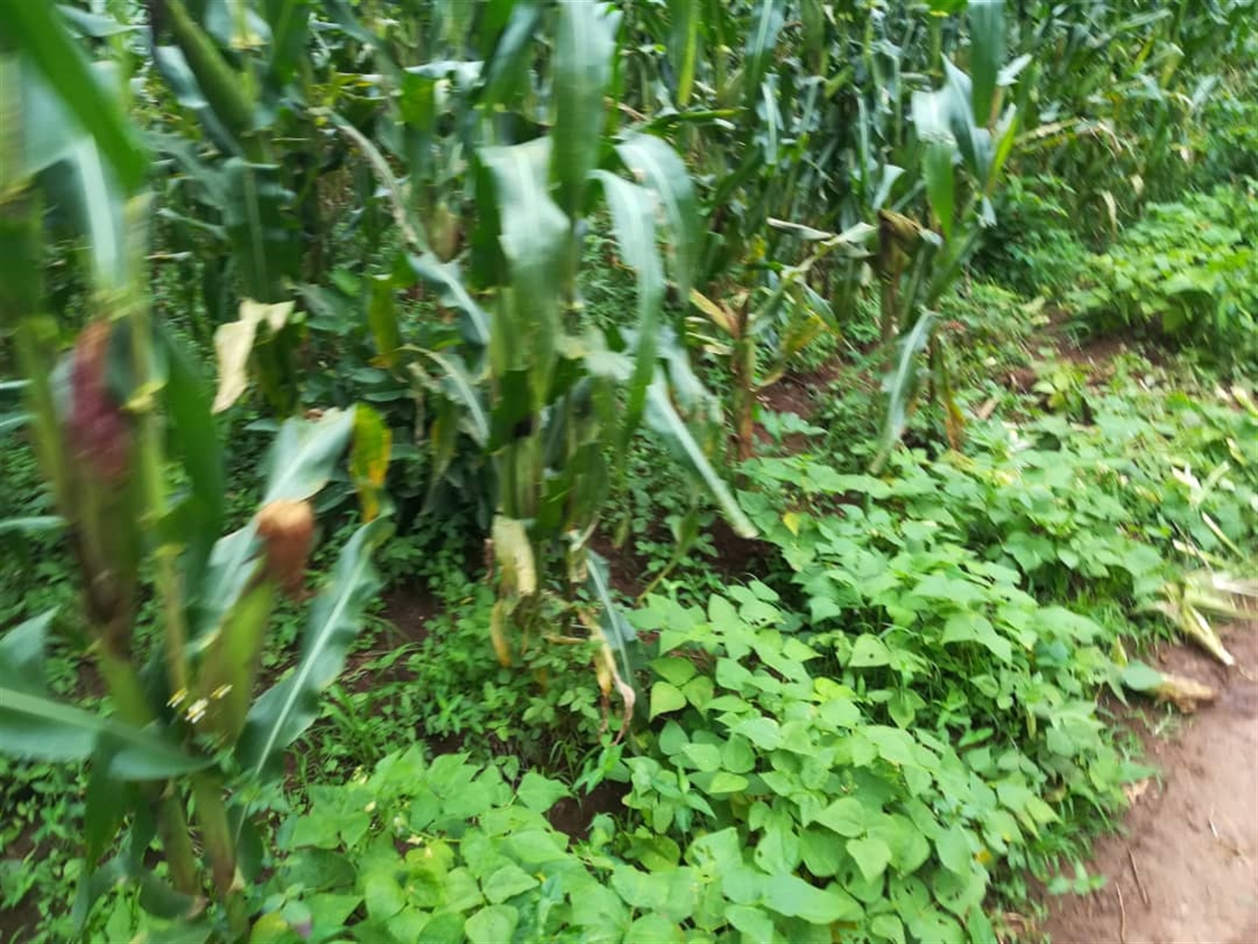 Agricultural Land for sale in Kisoga Mukono