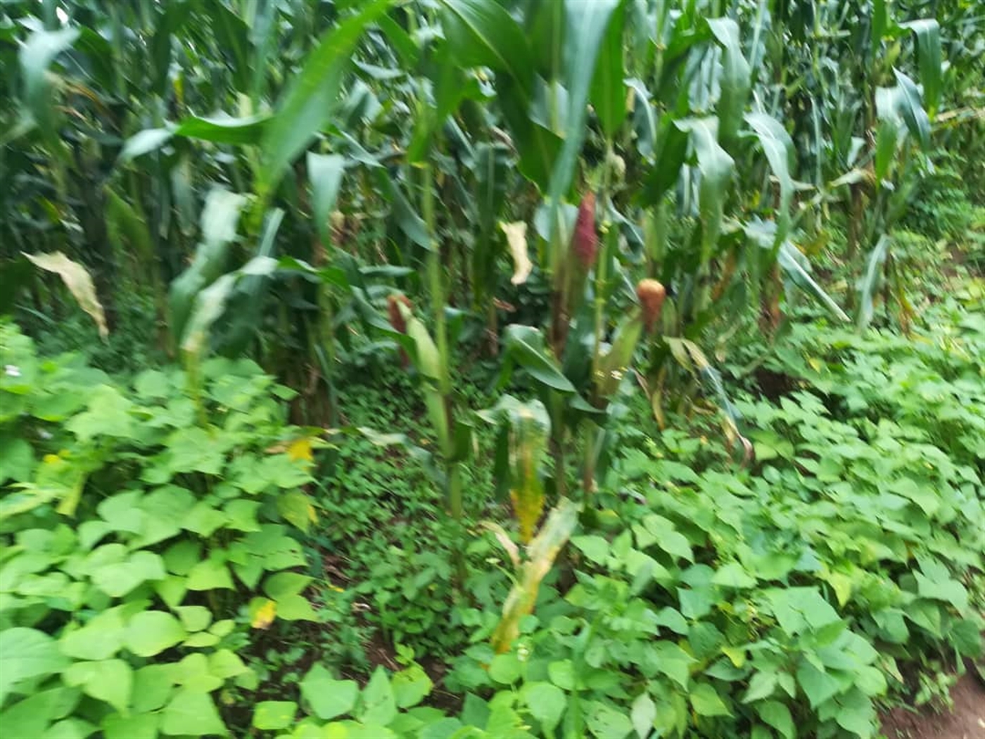 Agricultural Land for sale in Kisoga Mukono