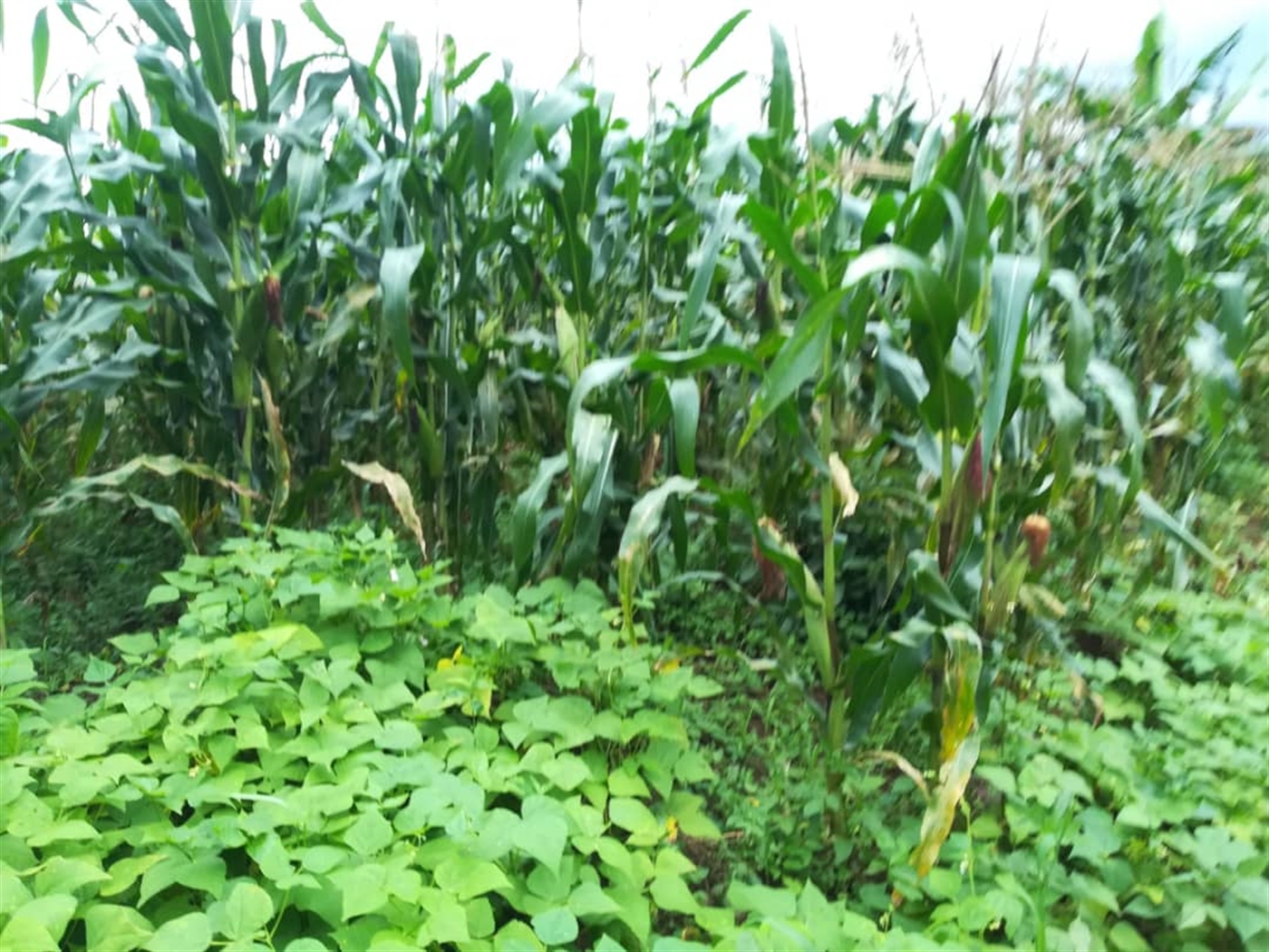 Agricultural Land for sale in Kisoga Mukono