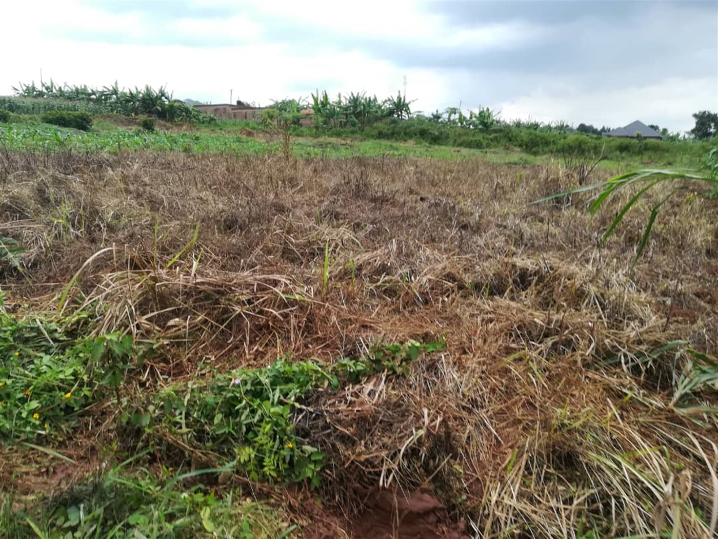 Agricultural Land for sale in Busabaga Mukono