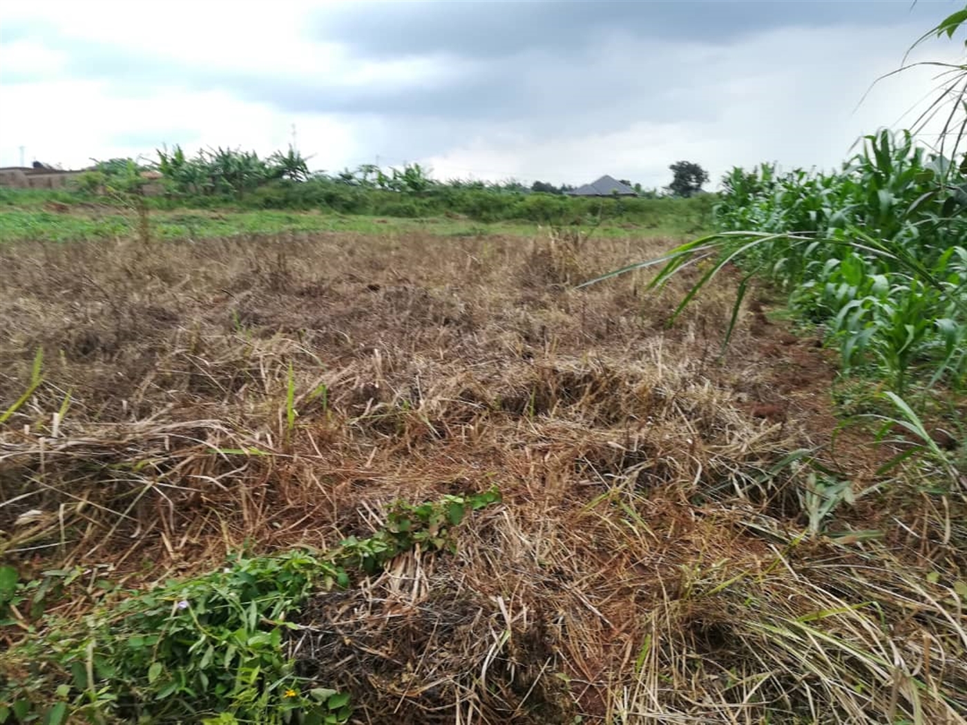 Agricultural Land for sale in Busabaga Mukono