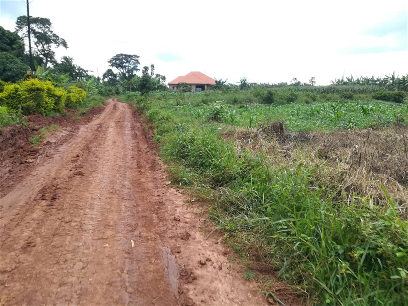 Agricultural Land for sale in Busabaga Mukono