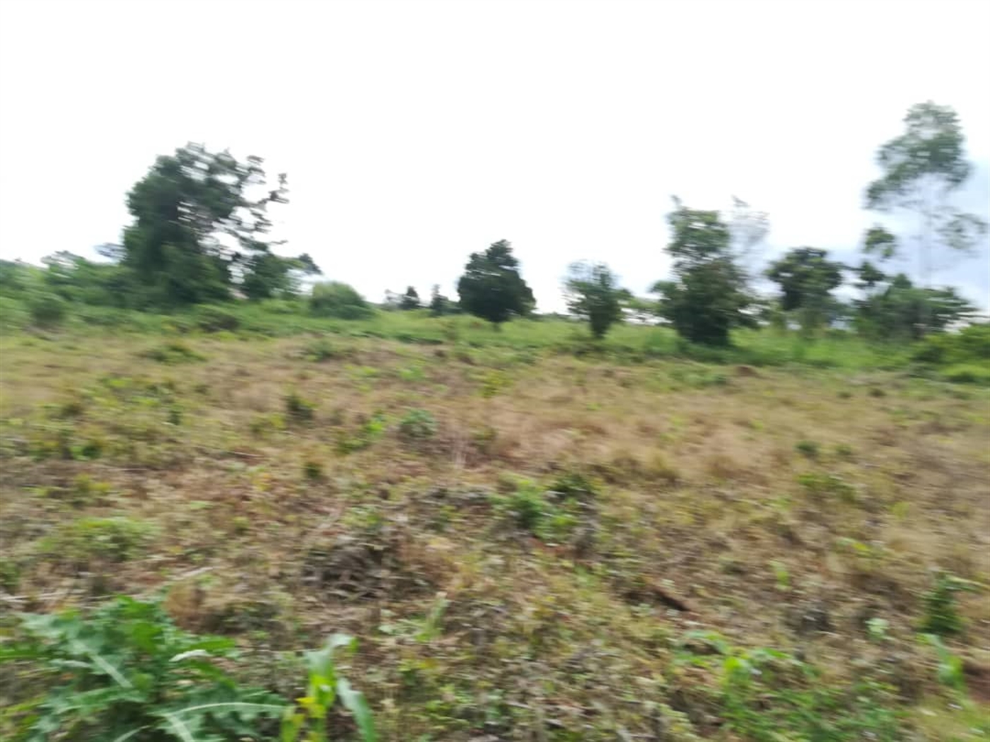 Agricultural Land for sale in Nkokonjeru Mukono