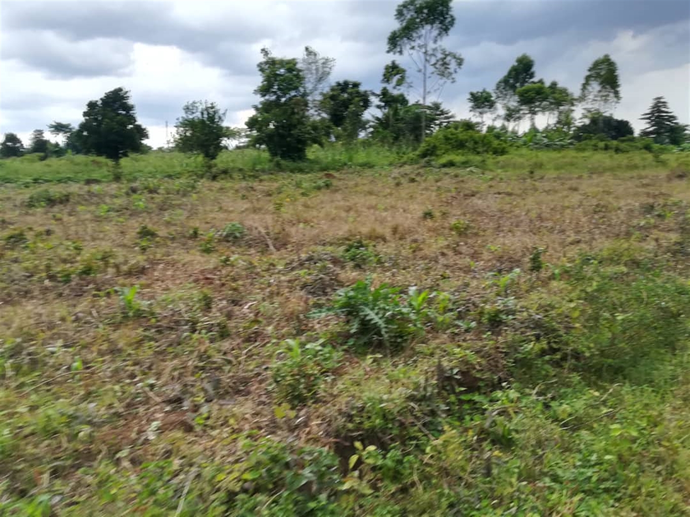 Agricultural Land for sale in Nkokonjeru Mukono