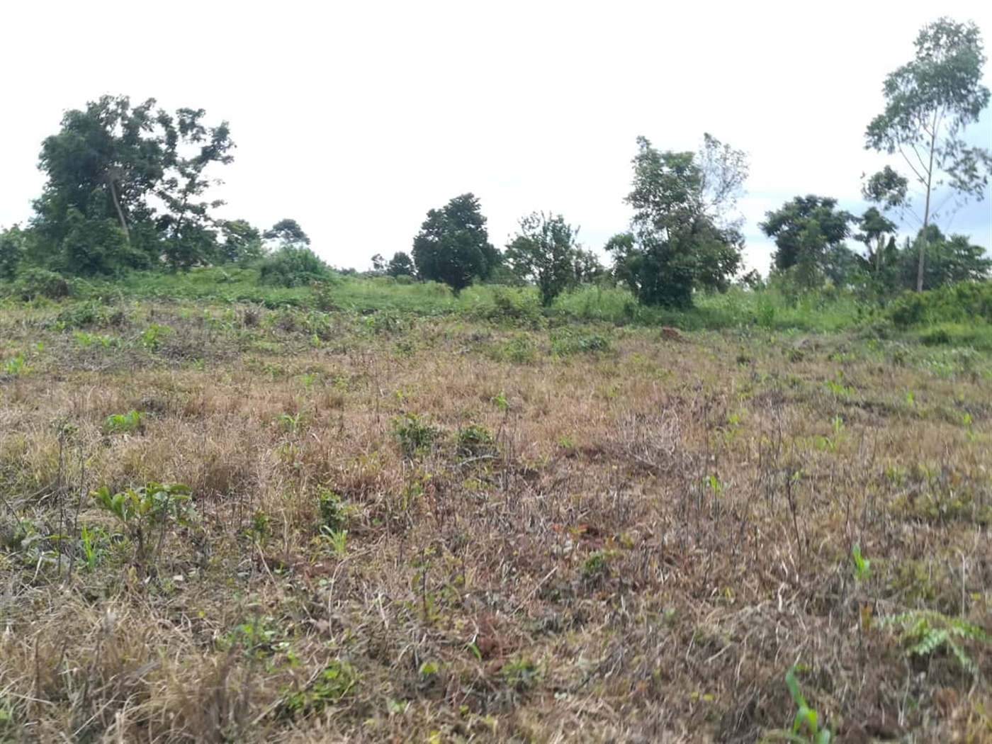 Agricultural Land for sale in Nkokonjeru Mukono