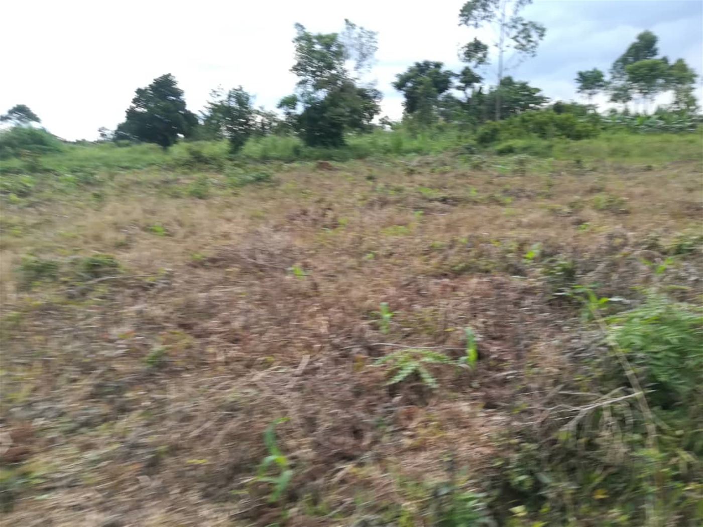 Agricultural Land for sale in Nkokonjeru Mukono