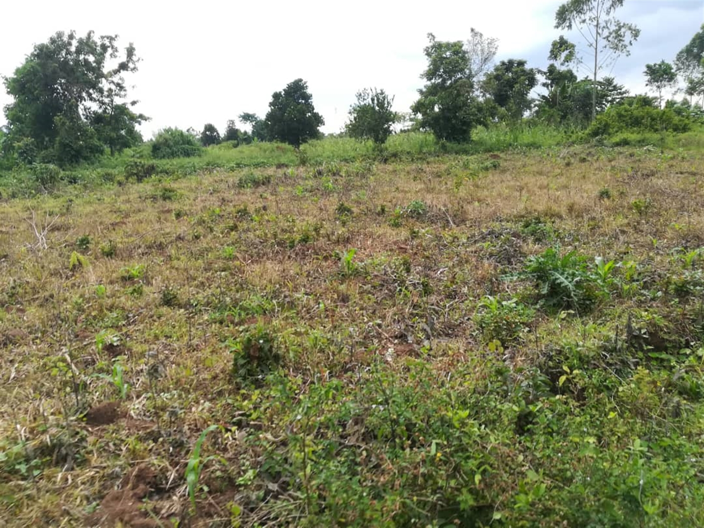 Agricultural Land for sale in Nkokonjeru Mukono