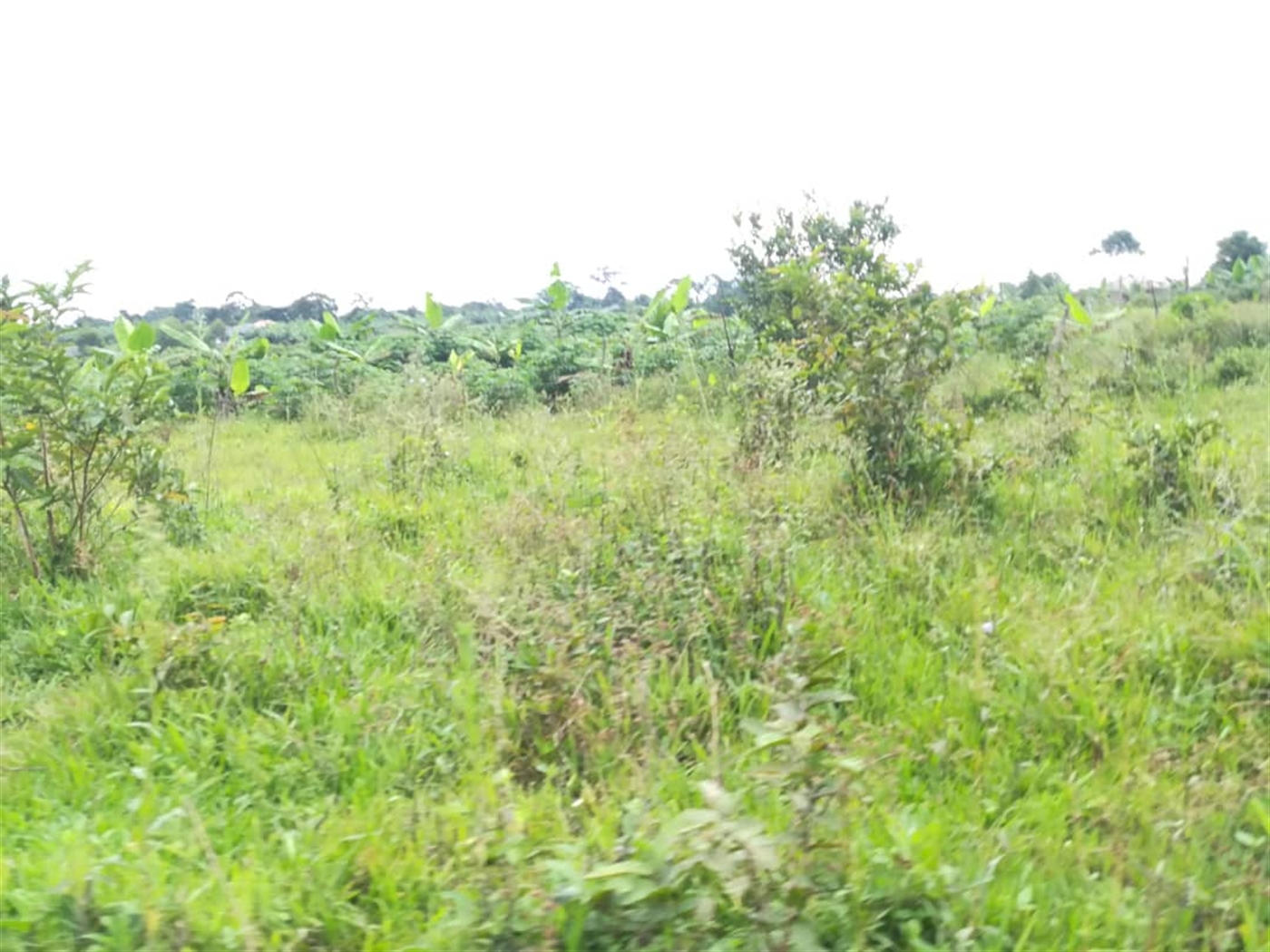 Agricultural Land for sale in Kisoga Mukono