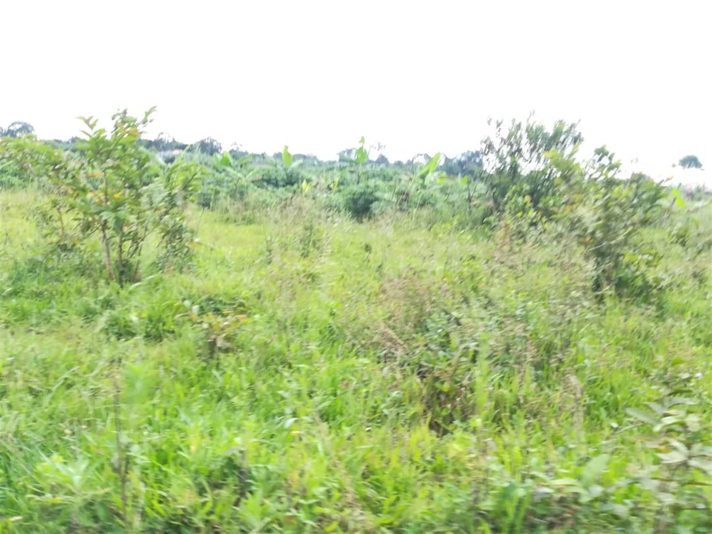 Agricultural Land for sale in Kisoga Mukono