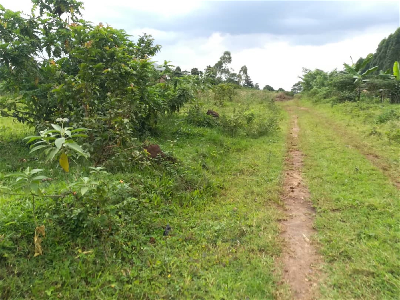 Agricultural Land for sale in Kisoga Mukono