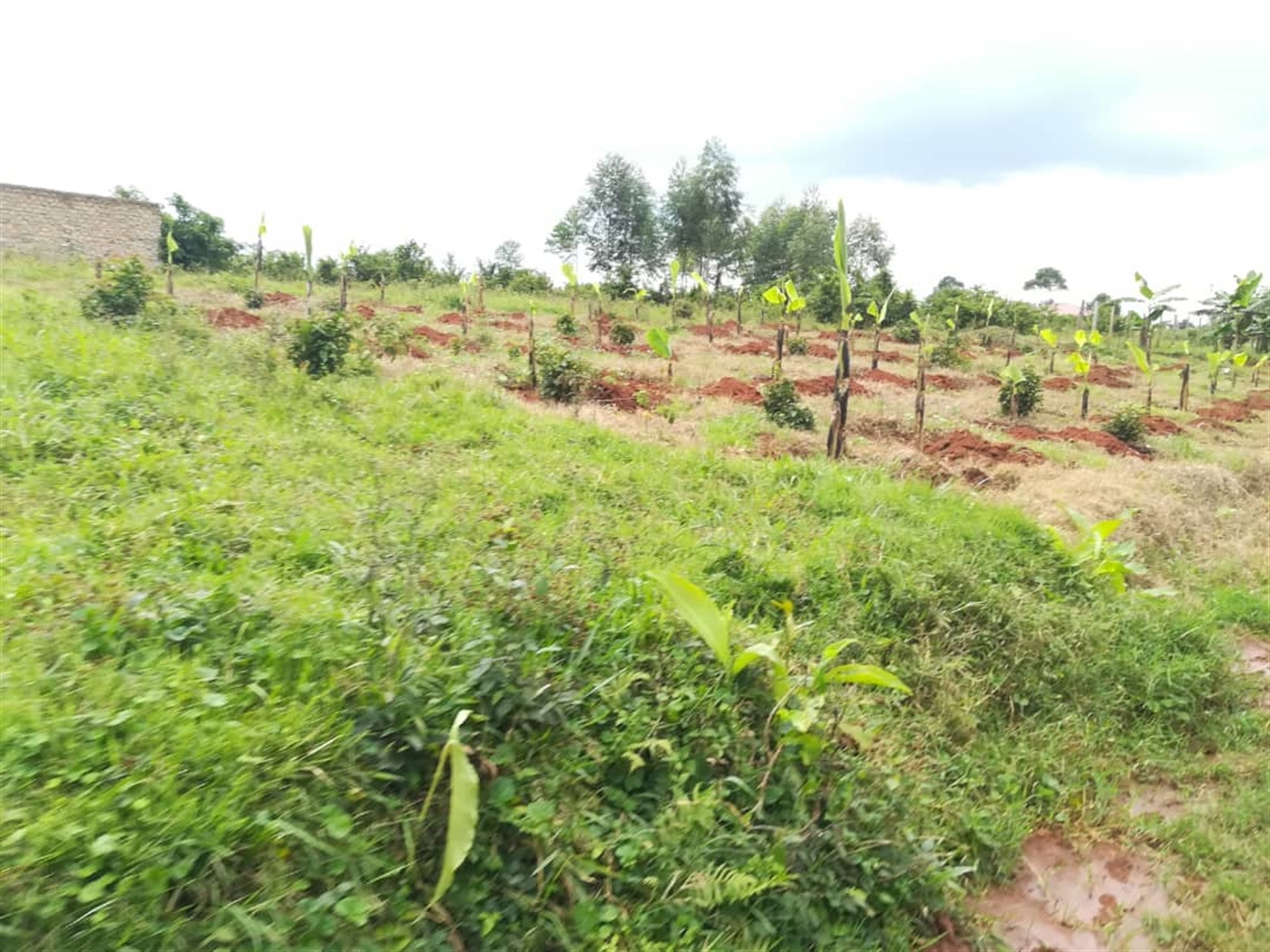 Agricultural Land for sale in Kisoga Mukono