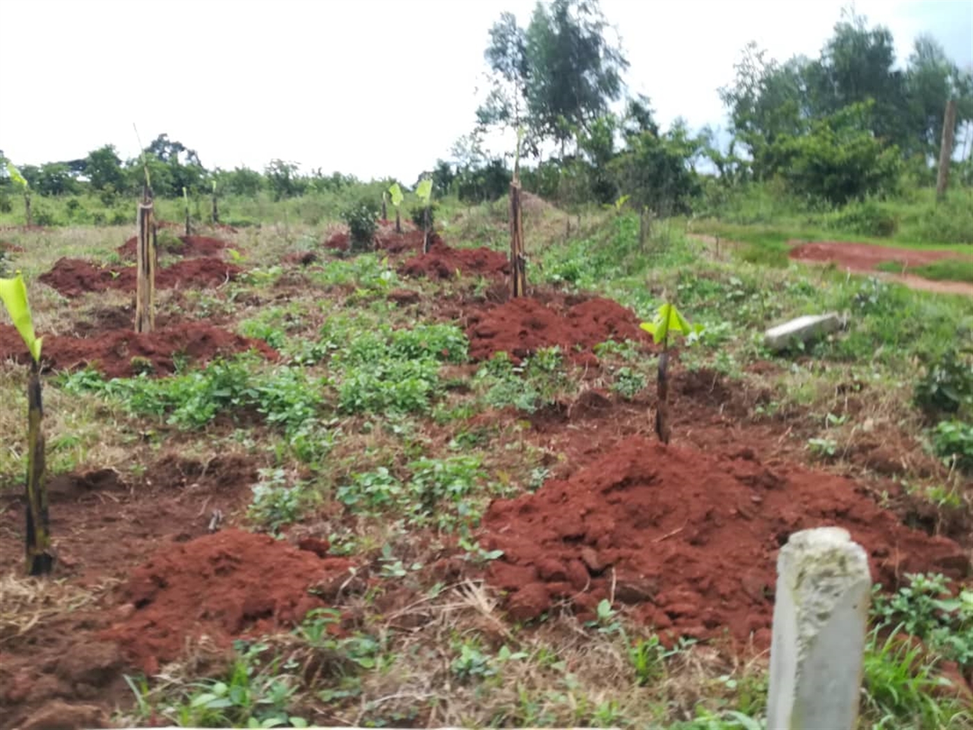 Agricultural Land for sale in Busabaga Mukono