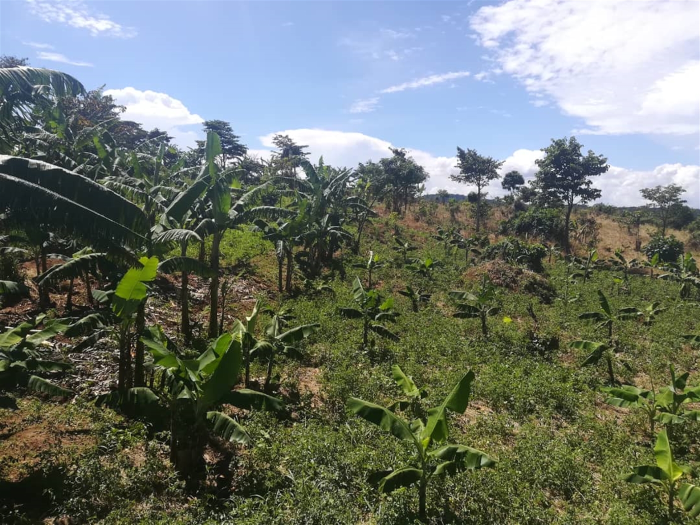 Commercial Land for sale in Mpata Mukono