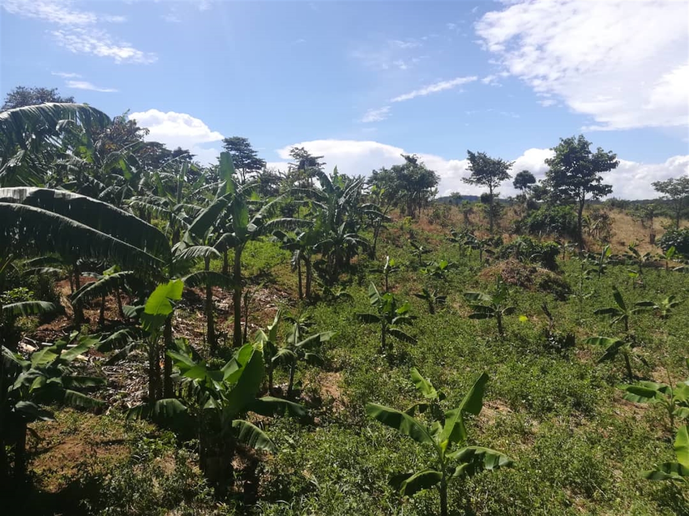 Commercial Land for sale in Mpata Mukono