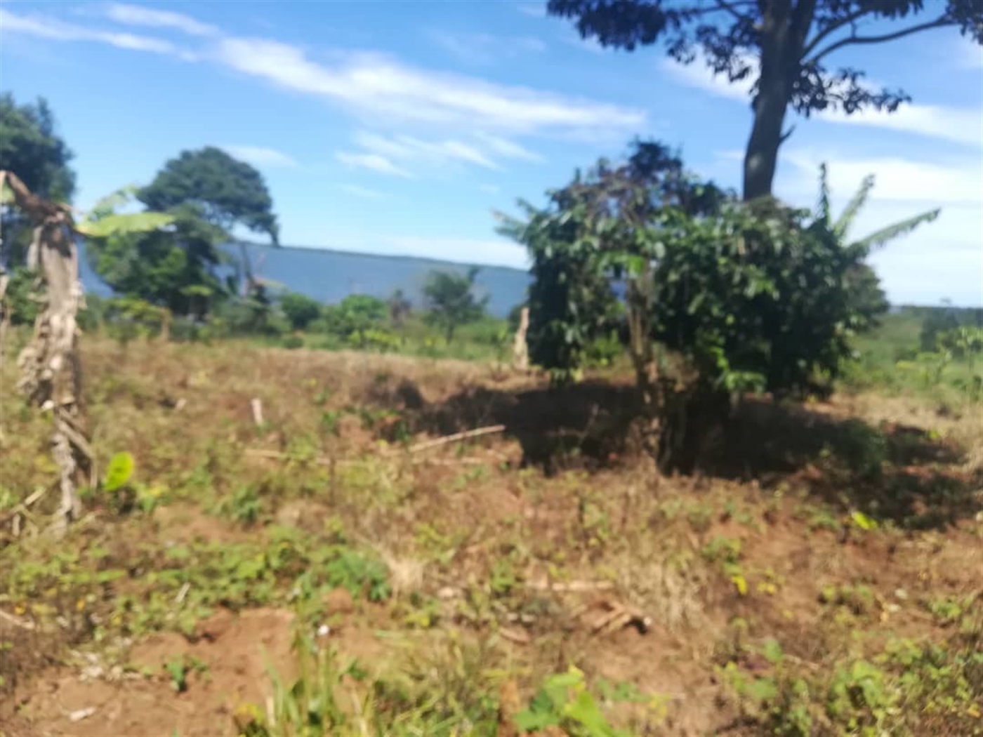 Commercial Land for sale in Mpata Mukono