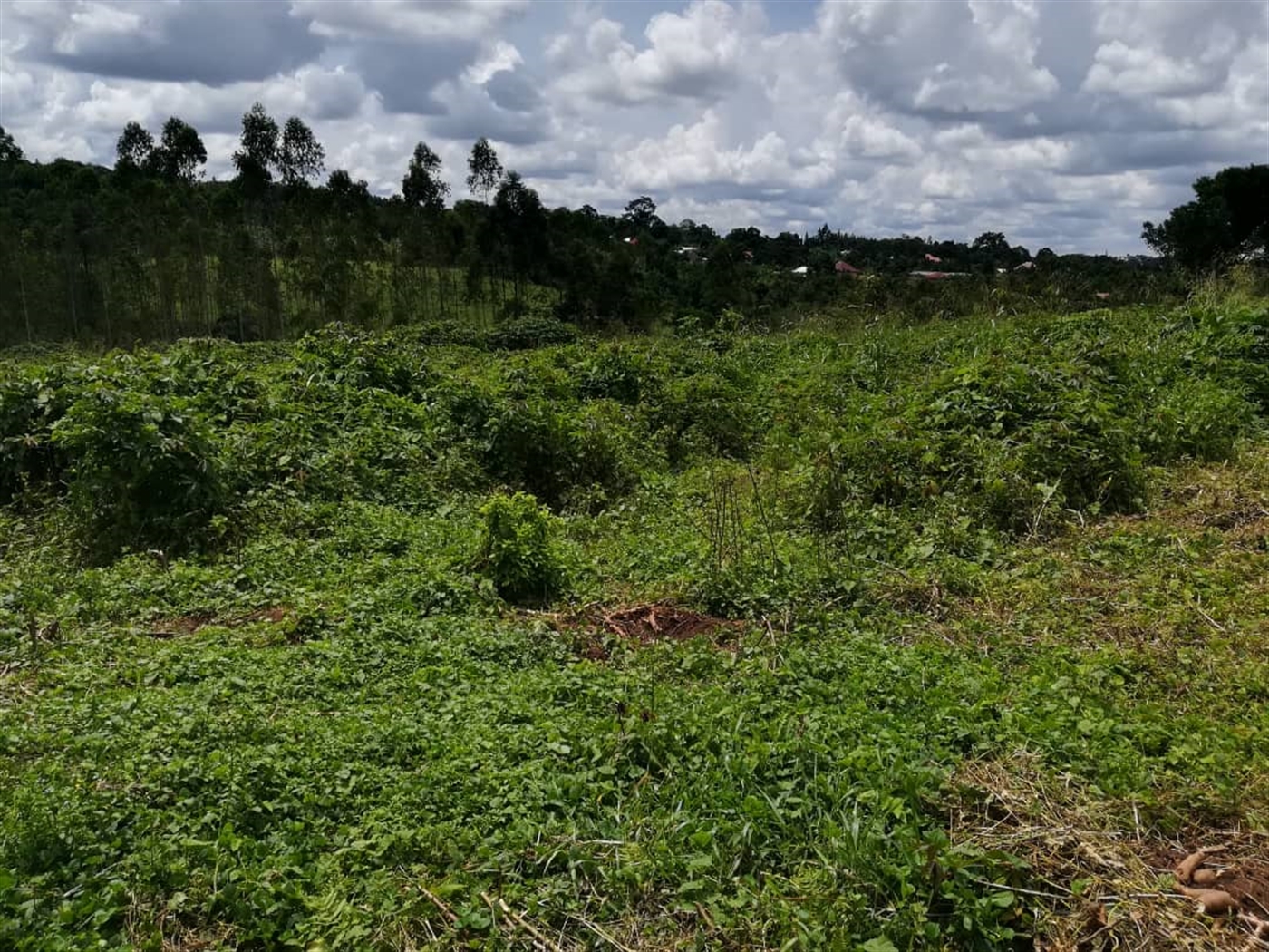 Residential Land for sale in Kyetume Mukono