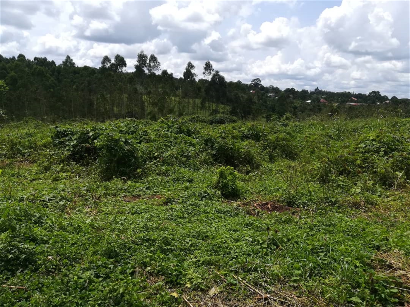 Residential Land for sale in Kyetume Mukono