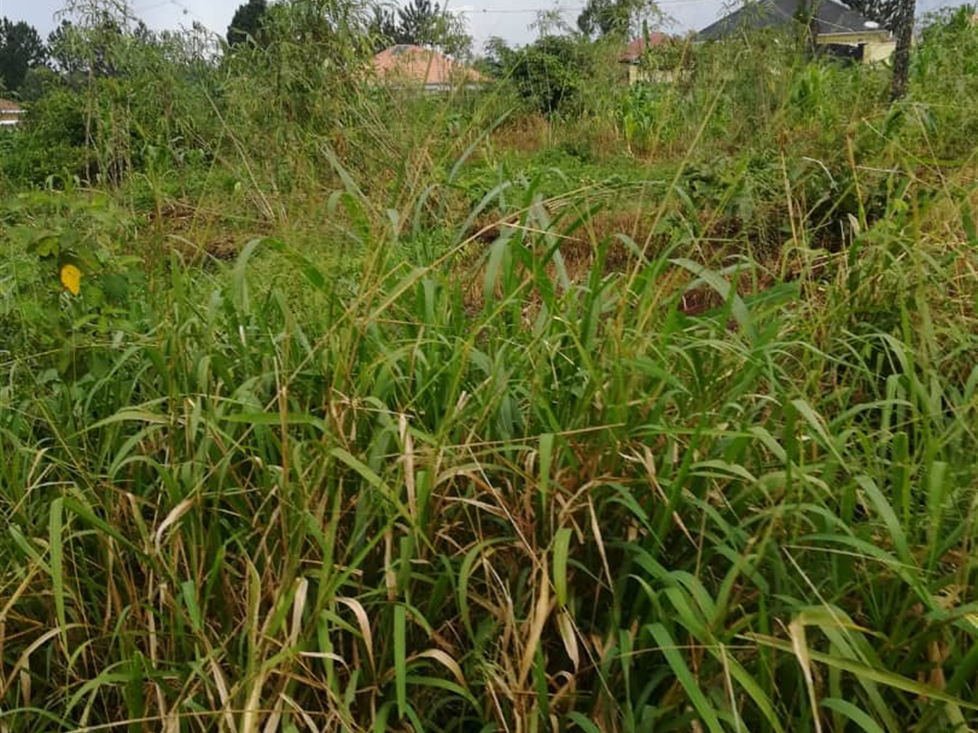 Residential Land for sale in Mpoma Mukono