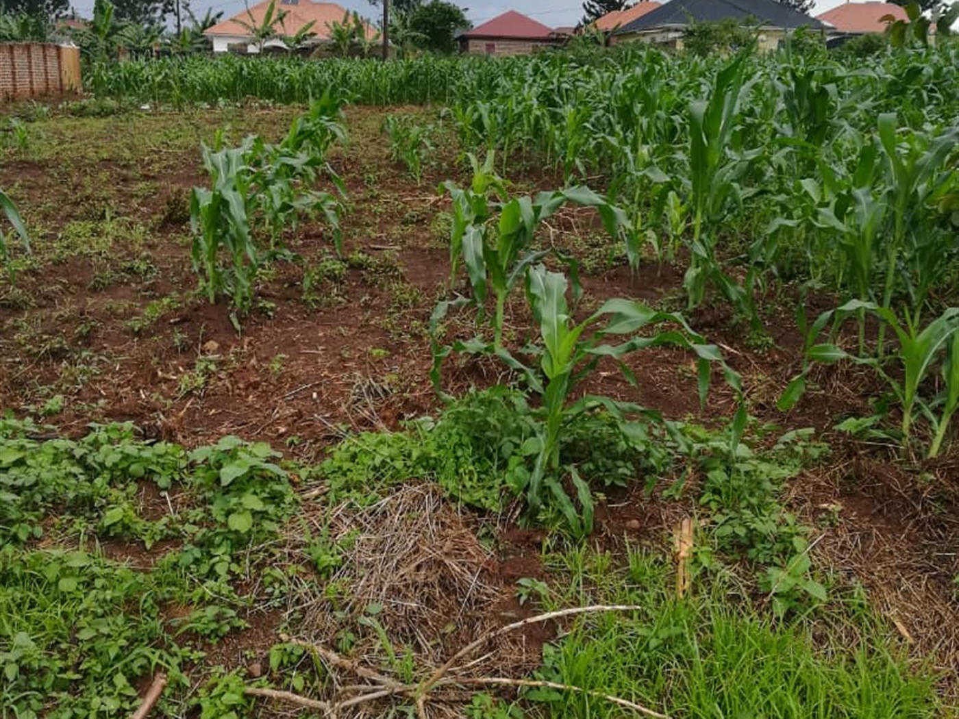 Residential Land for sale in Mpoma Mukono