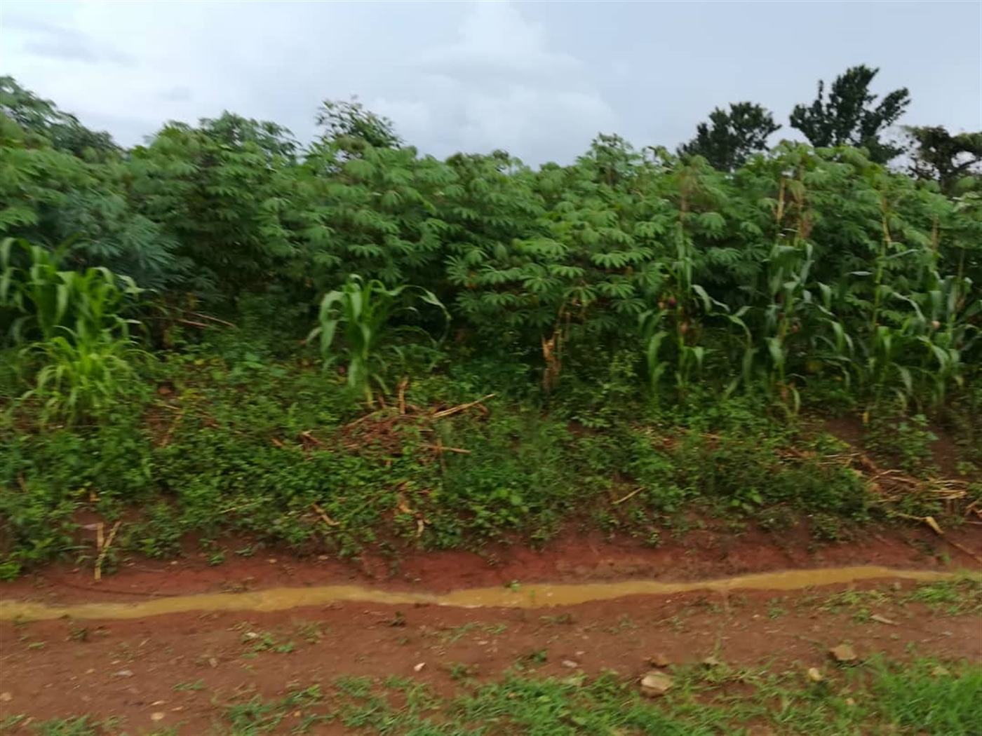 Residential Land for sale in Nsambwe Mukono