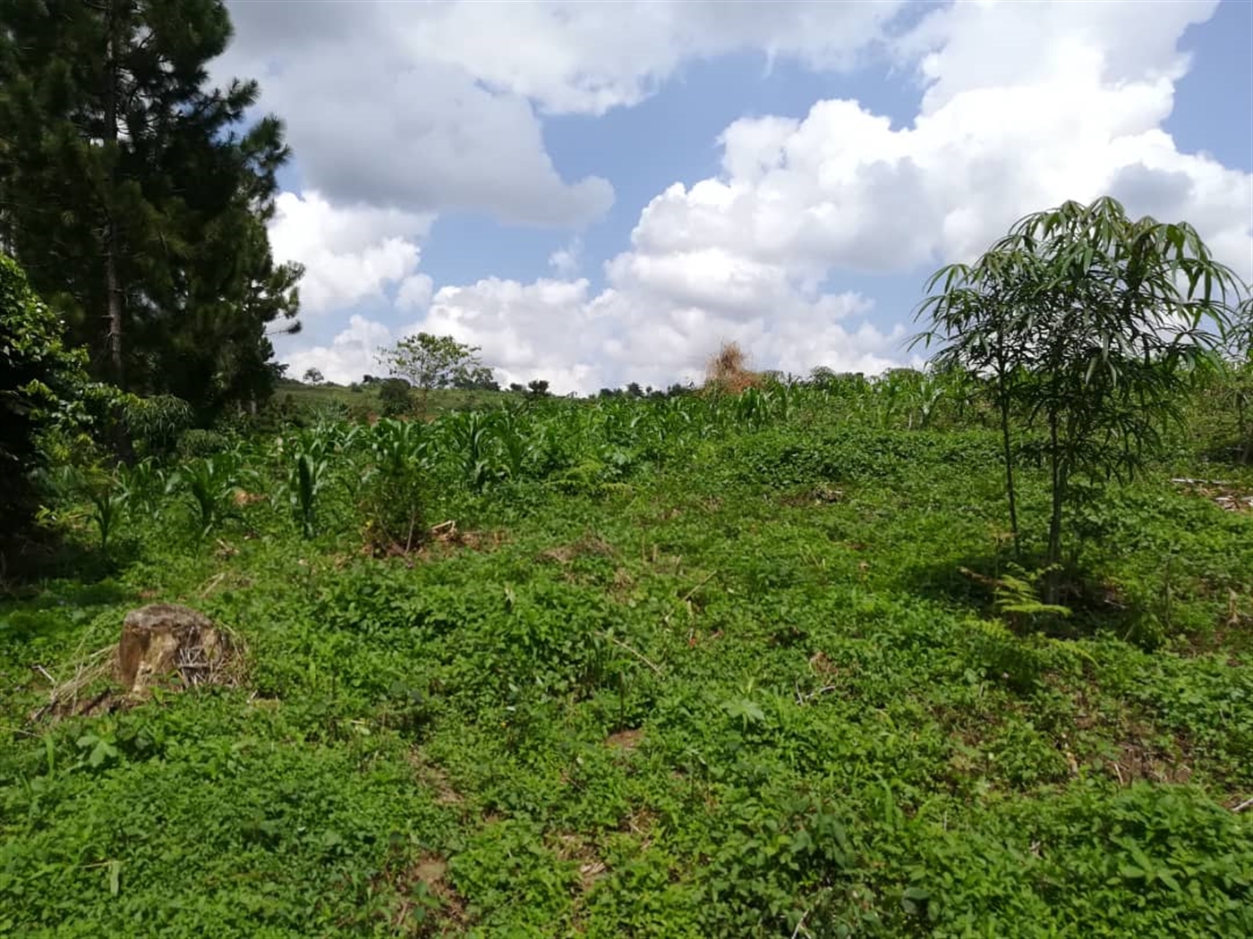 Residential Land for sale in Nsambwe Mukono