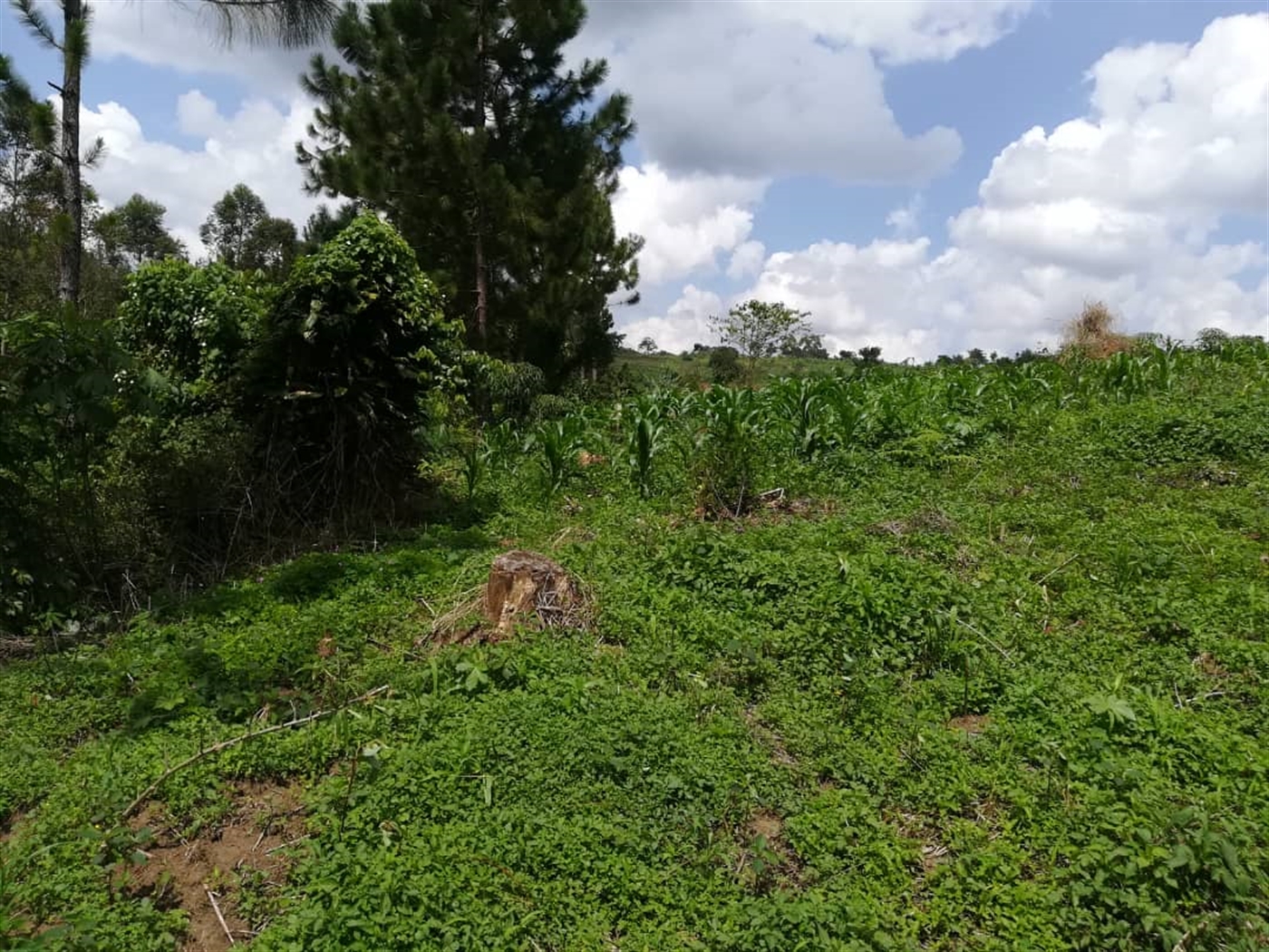 Residential Land for sale in Nsambwe Mukono