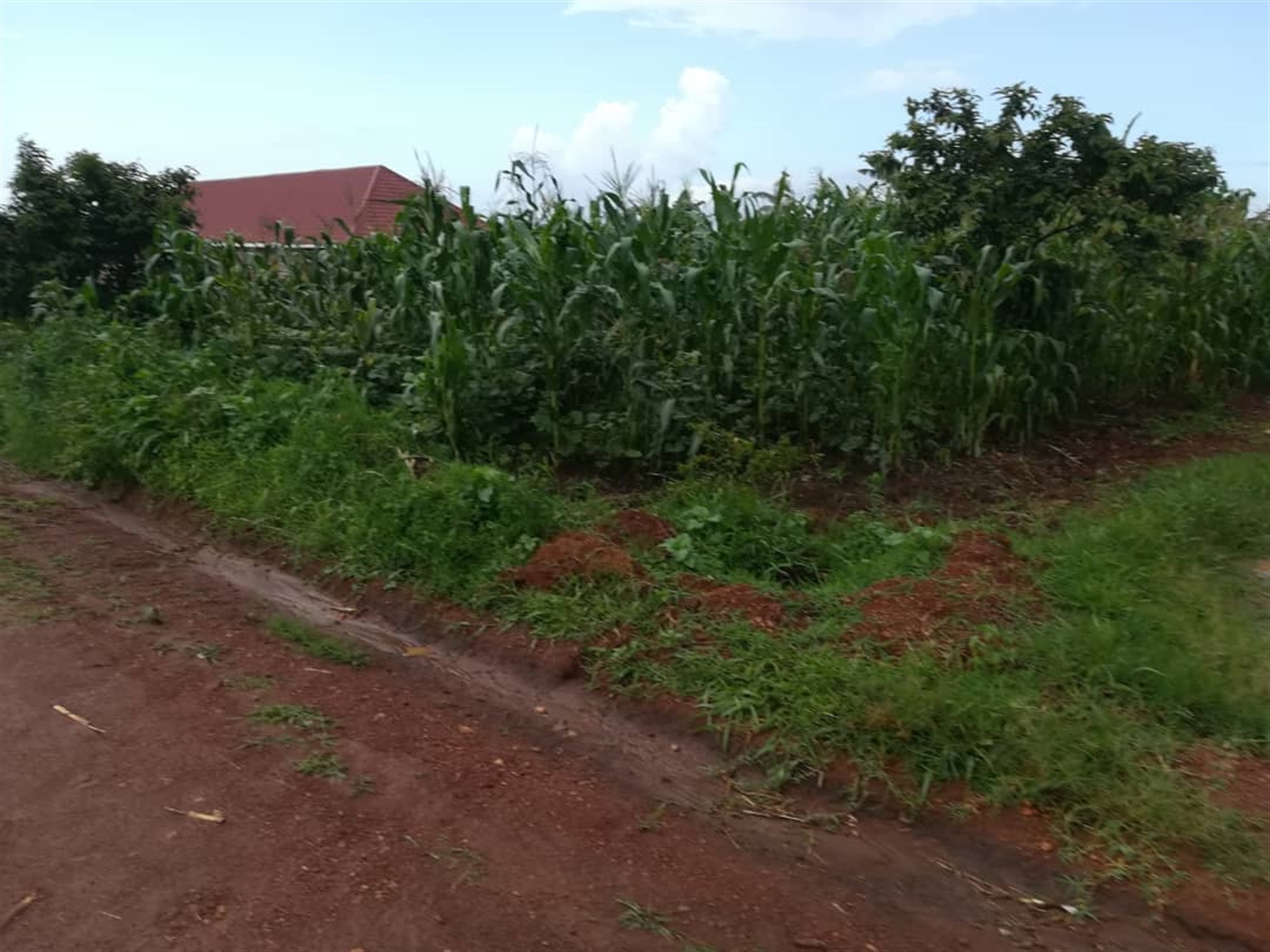 Residential Land for sale in Nsambwe Mukono