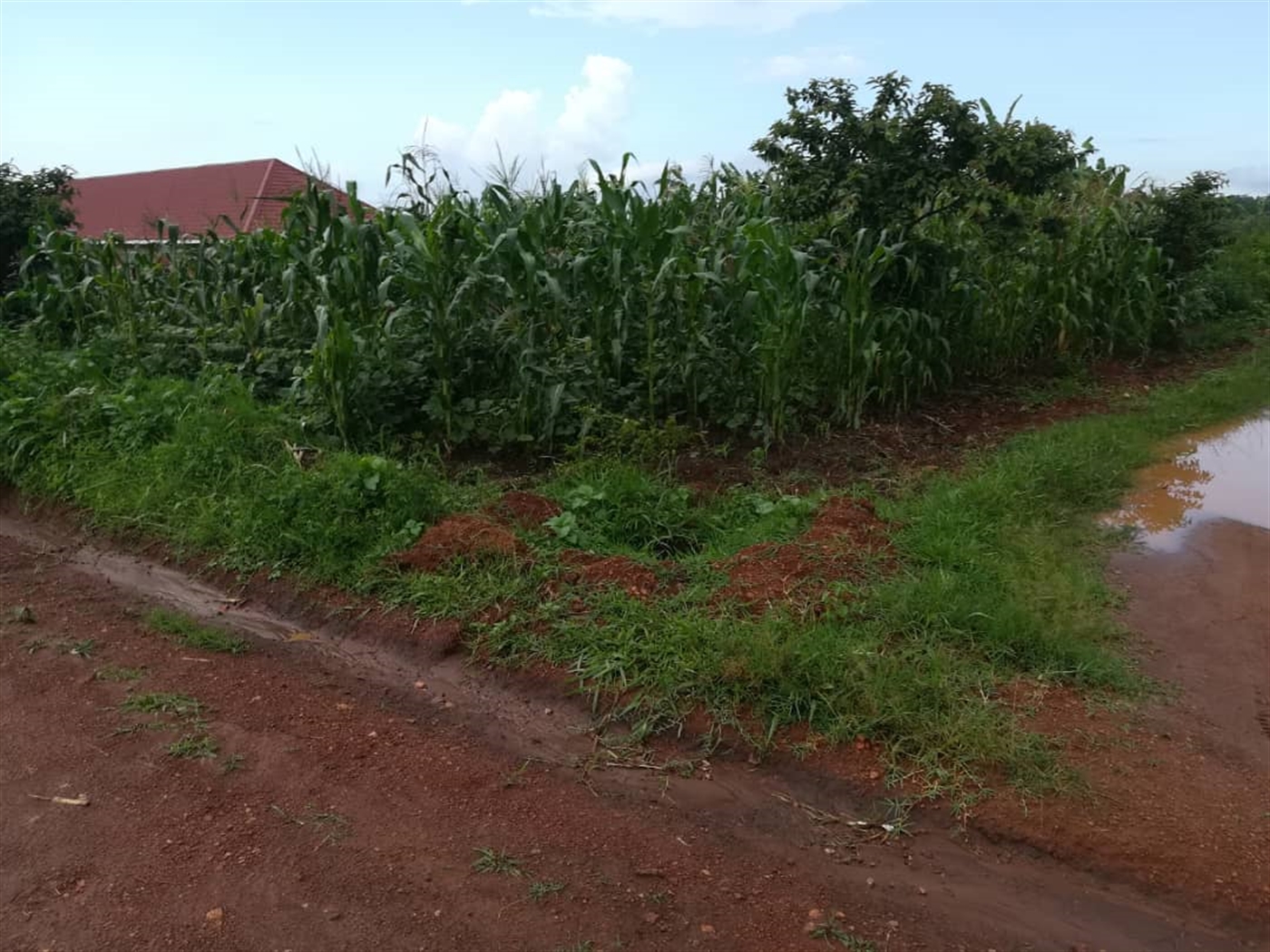 Residential Land for sale in Nsambwe Mukono