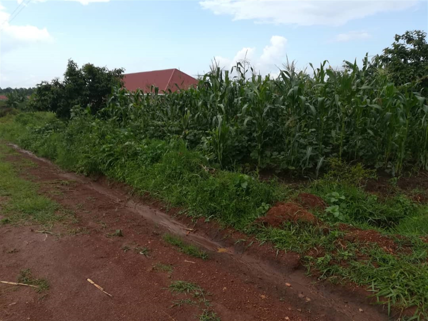 Residential Land for sale in Nsambwe Mukono