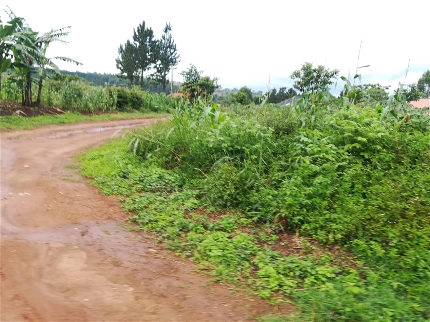 Residential Land for sale in Nsambwe Mukono