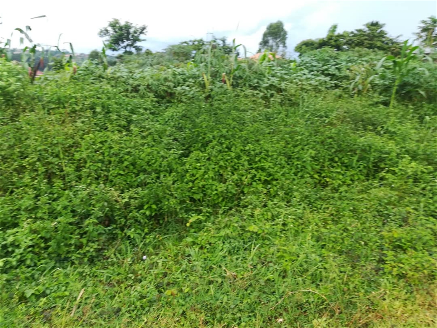 Residential Land for sale in Nsambwe Mukono