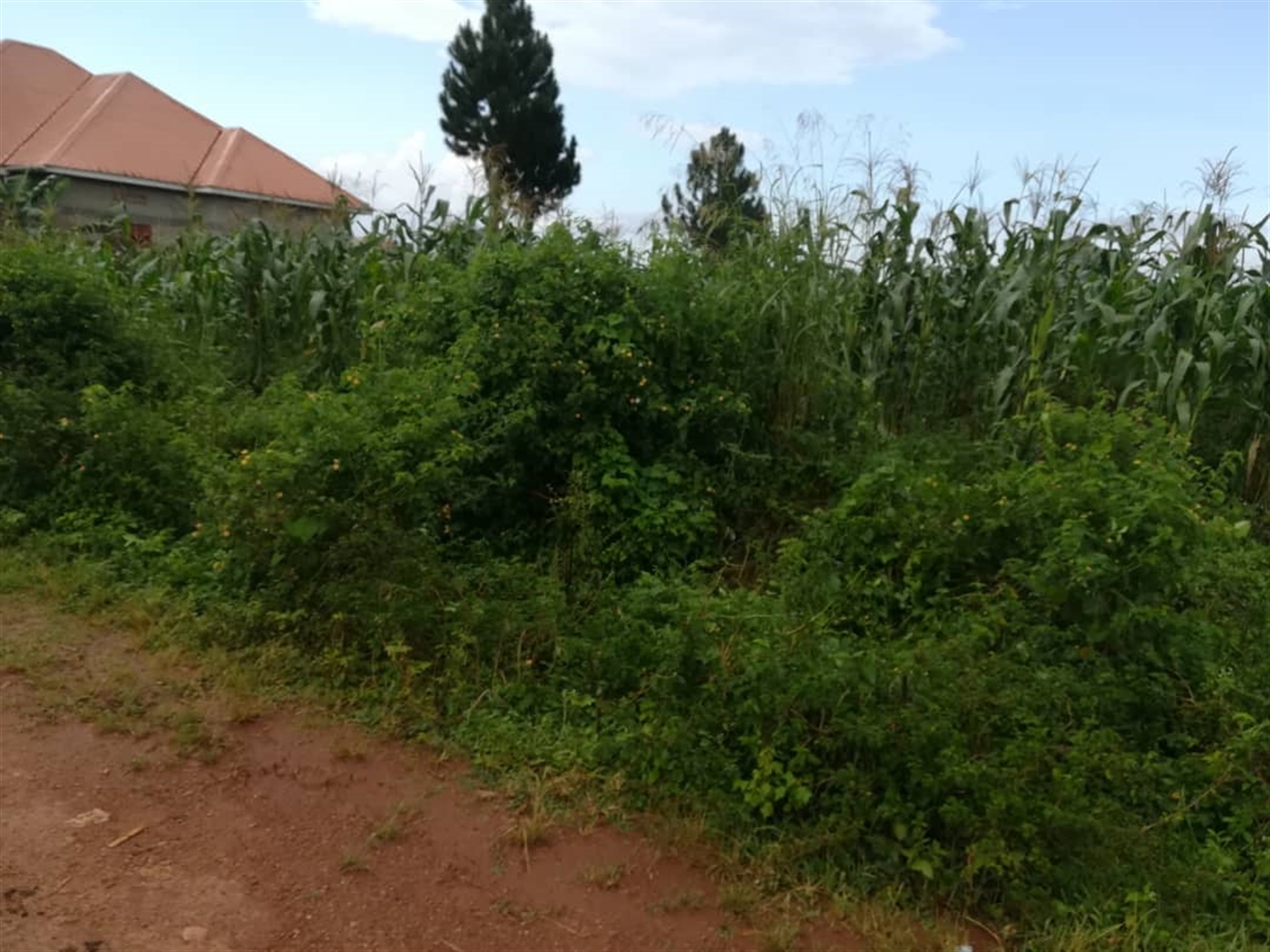 Residential Land for sale in Nsambwe Mukono