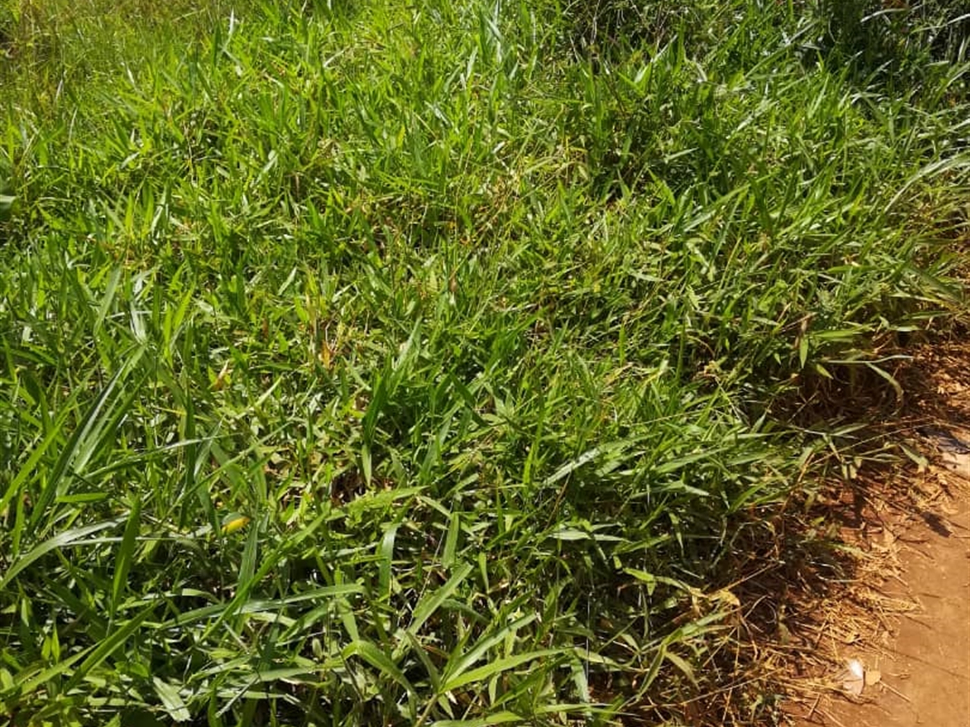 Residential Land for sale in Mpoma Mukono